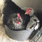 Broody Hens