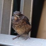 fledgling